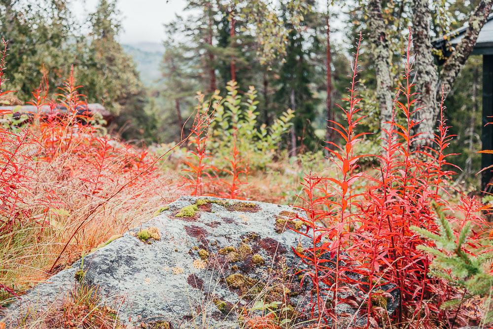 autumn in norway fall colors norwegian mountains