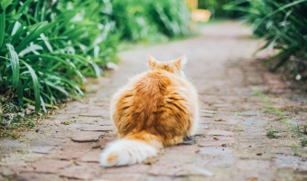 9 Reasons Norwegians Might Secretly All Be Cats