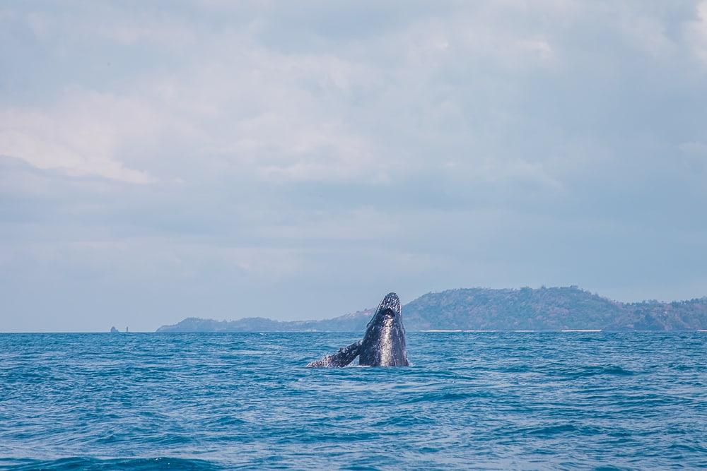 humpback whales moheli laka lodge comoros