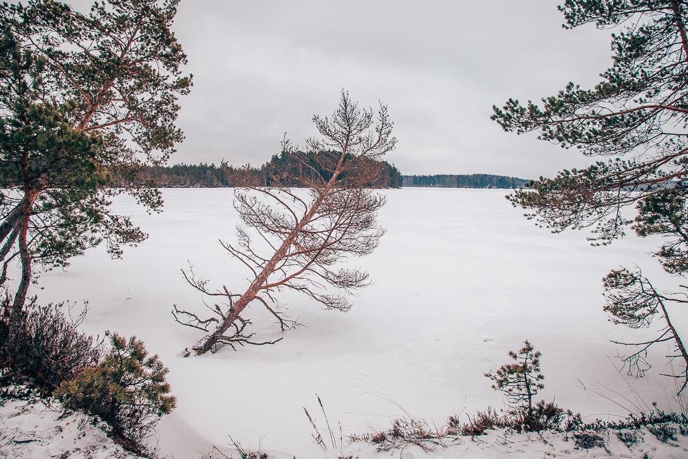 Kurjenrahka National Park turku finland winter