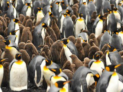 penguins falkland islands