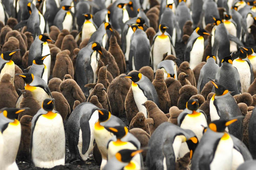 penguins falkland islands