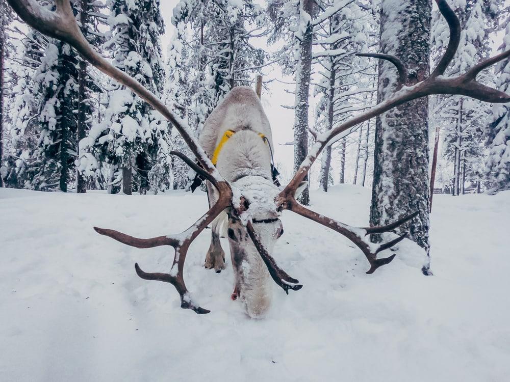 reindeer finnish lapland winter