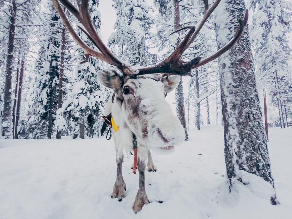 reindeer finnish lapland winter