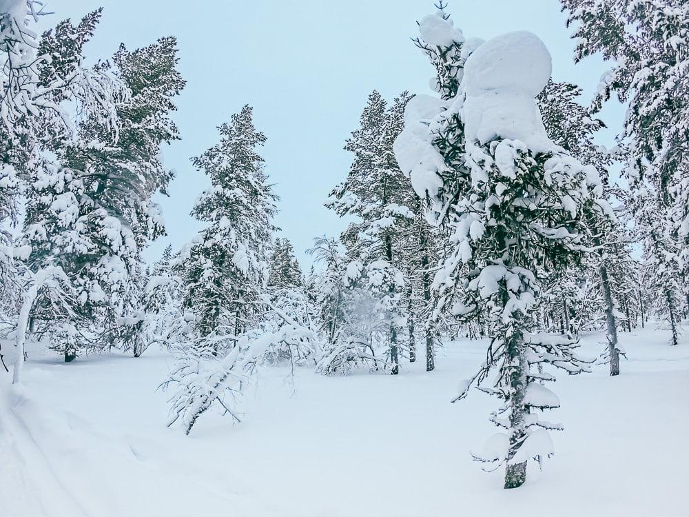 snowy trees saariselka inari finland winter