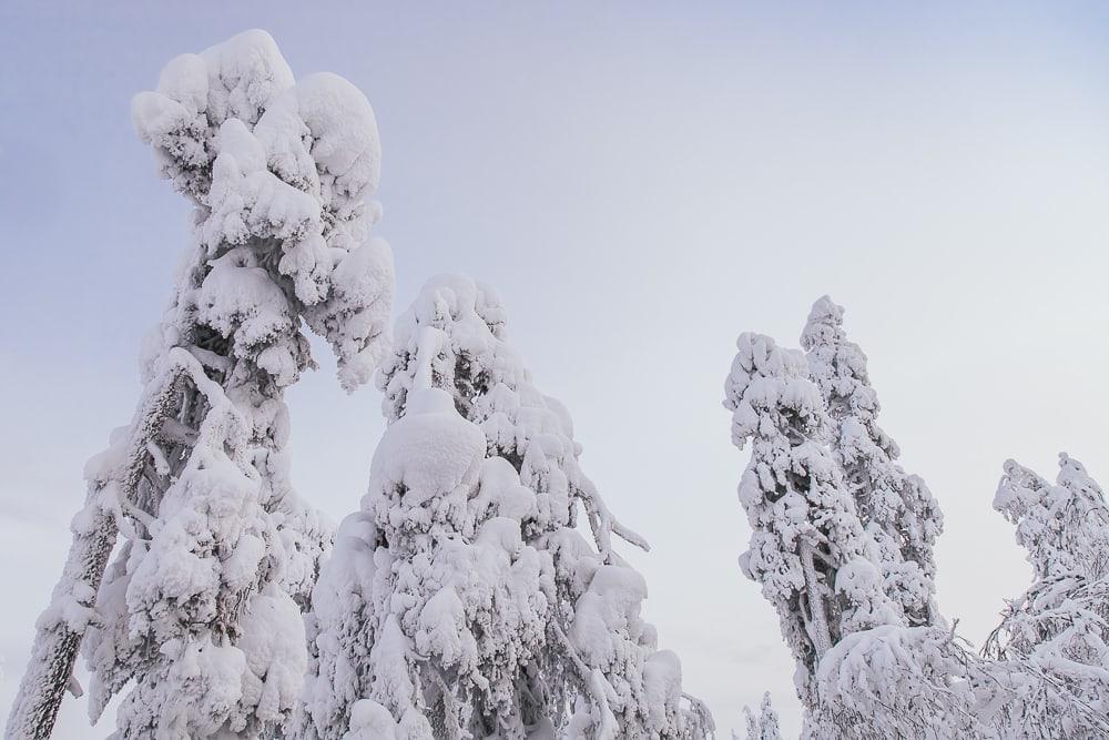 snow covered trees in finnish lapland