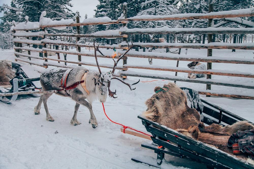 reindeer express northern lights village saariselka finland