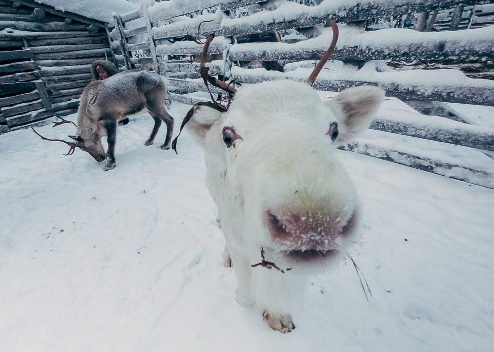 reindeer farm finnish lapland