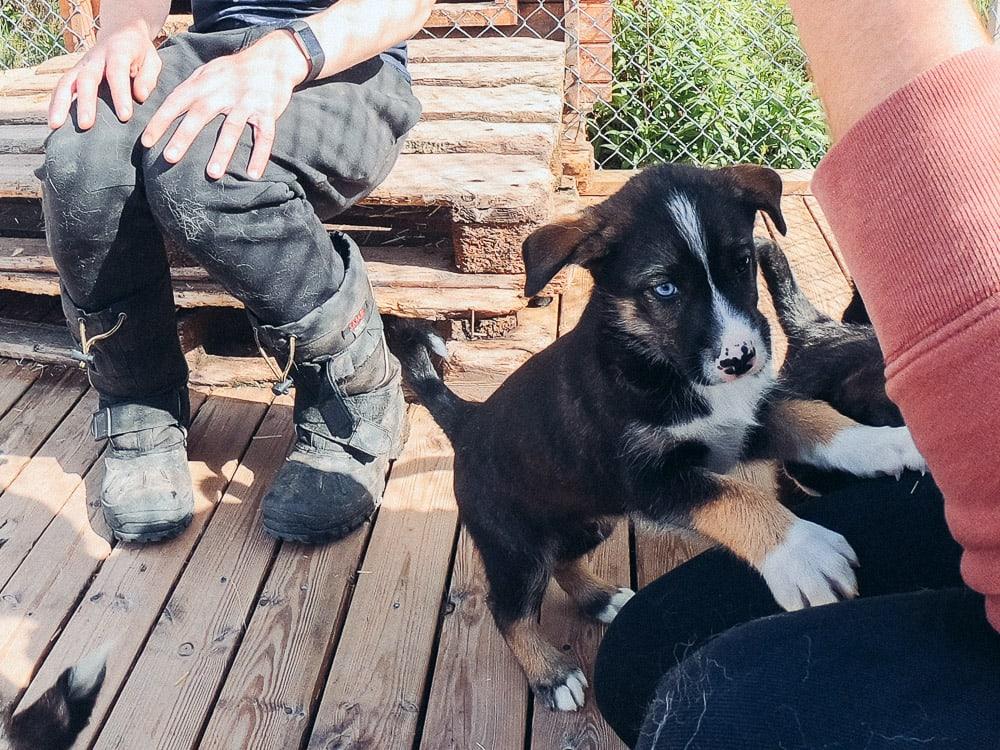 visiting Holmen Husky Lodge in Alta in June husky puppies