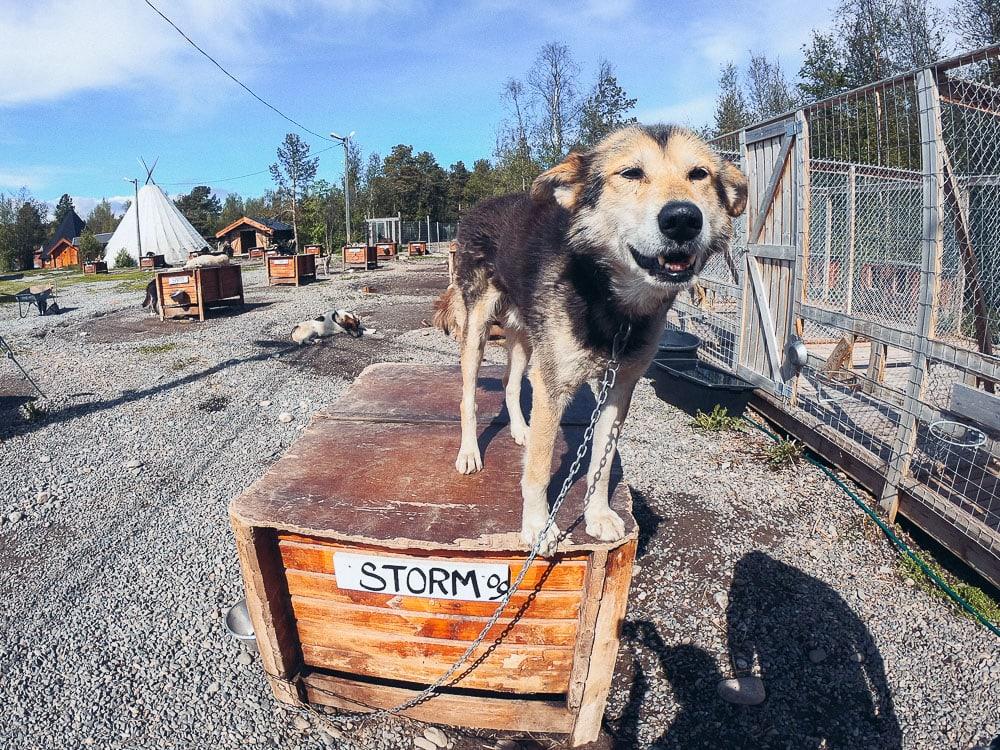 Holmen Husky Lodge husky kennel in alta northern norway