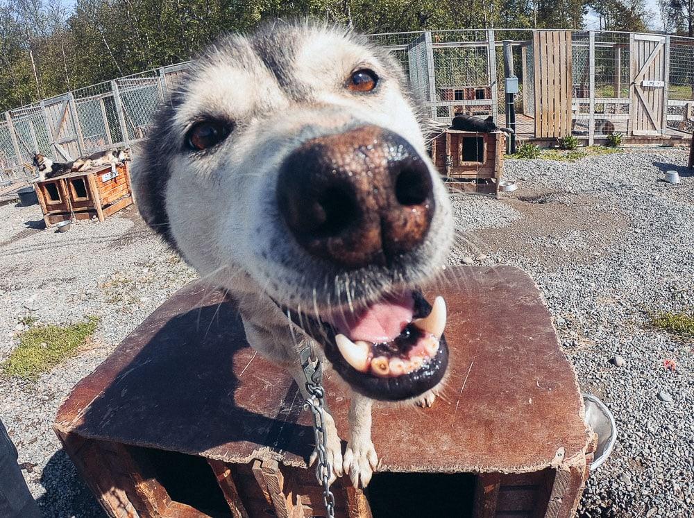 holmen husky lodge in alta in summer