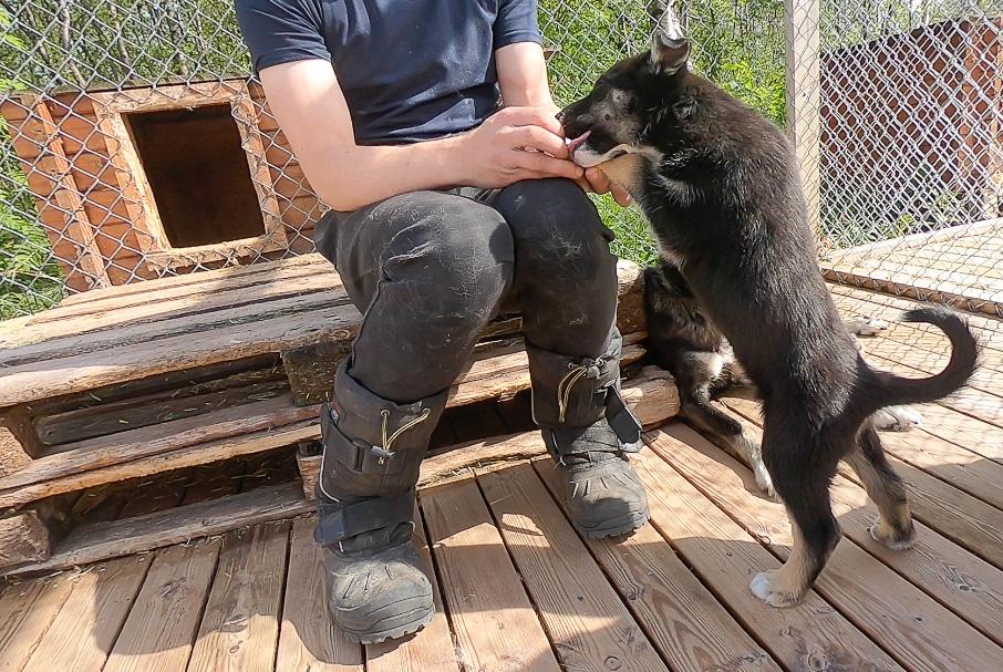 Holmen Husky Lodge Alta puppies in June