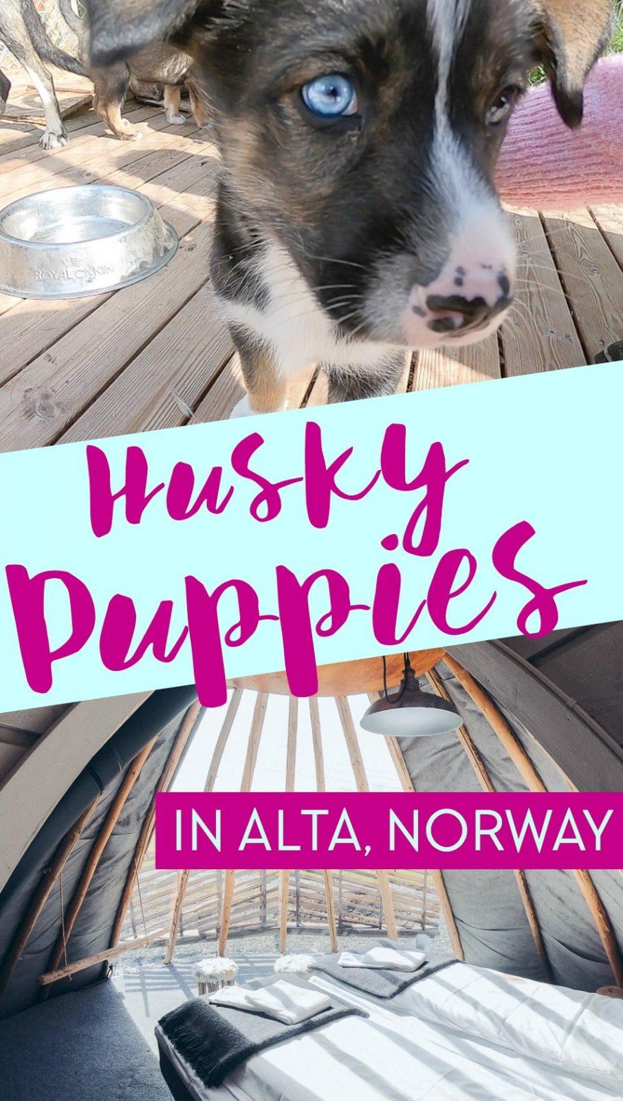 If you stay at Holmen Husky Lodge in Alta, Northern Norway in the summer you can play with the husky puppies!