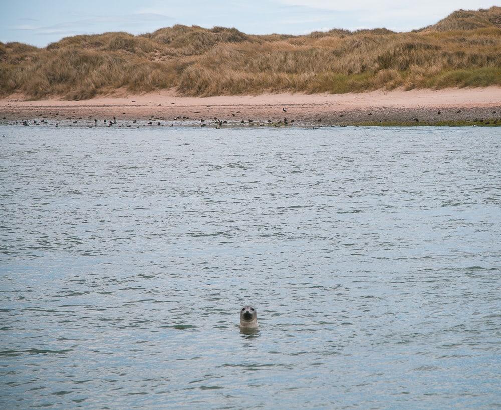 forvie sands seals aberdeenshire