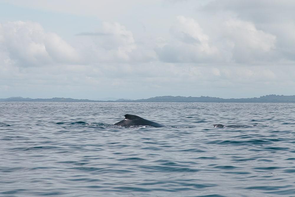 Wieloryby zatoka chiriqui panama