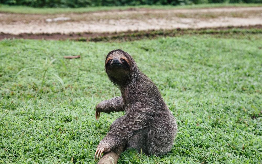 sloth bastimentos island bocas del toro panama