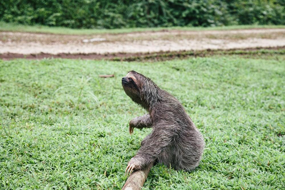 sloth at red frog beach resort panama