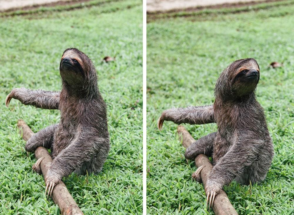 sloth at red frog beach resort panama