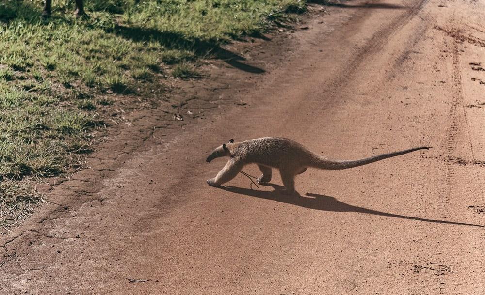 ant eater guyana