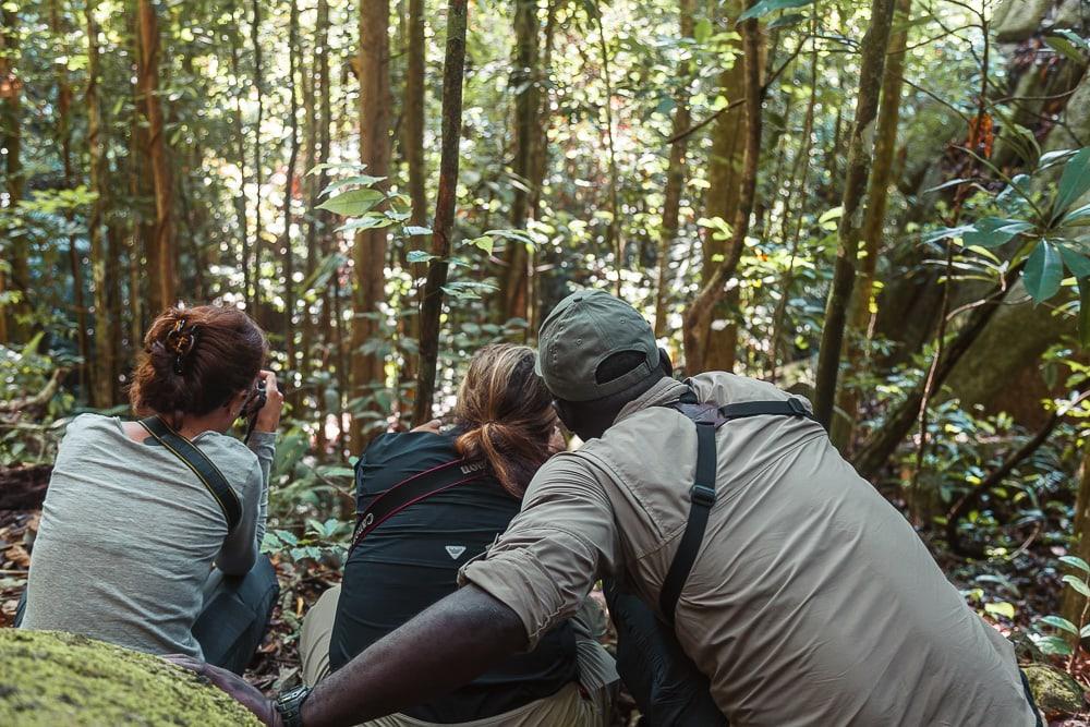 rainforest tour guyana bird watching