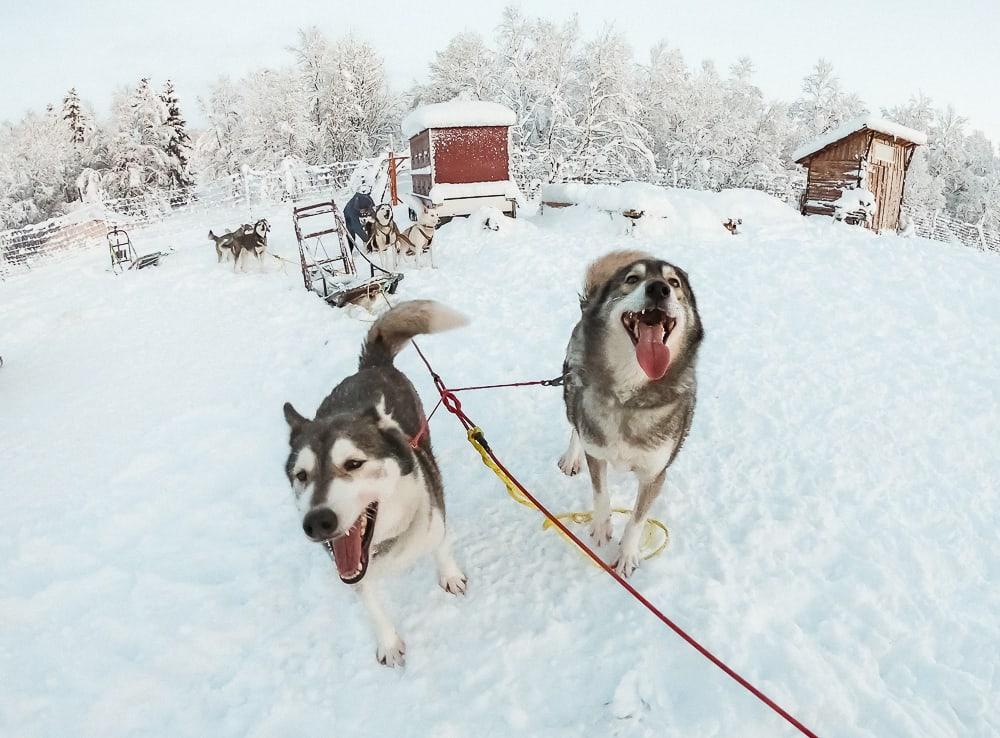 senja husky adventure northern norway