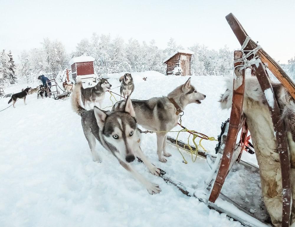 husky sledding on senja, norway in december