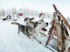 husky sledding on senja, norway in december