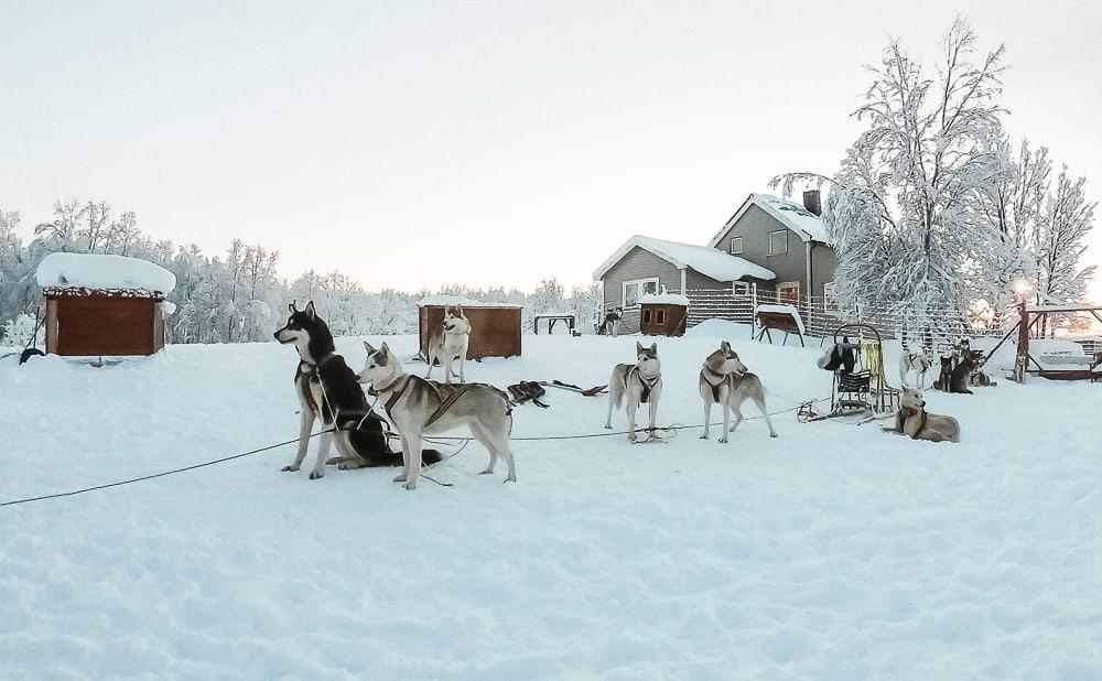 husky sledding in norway in december