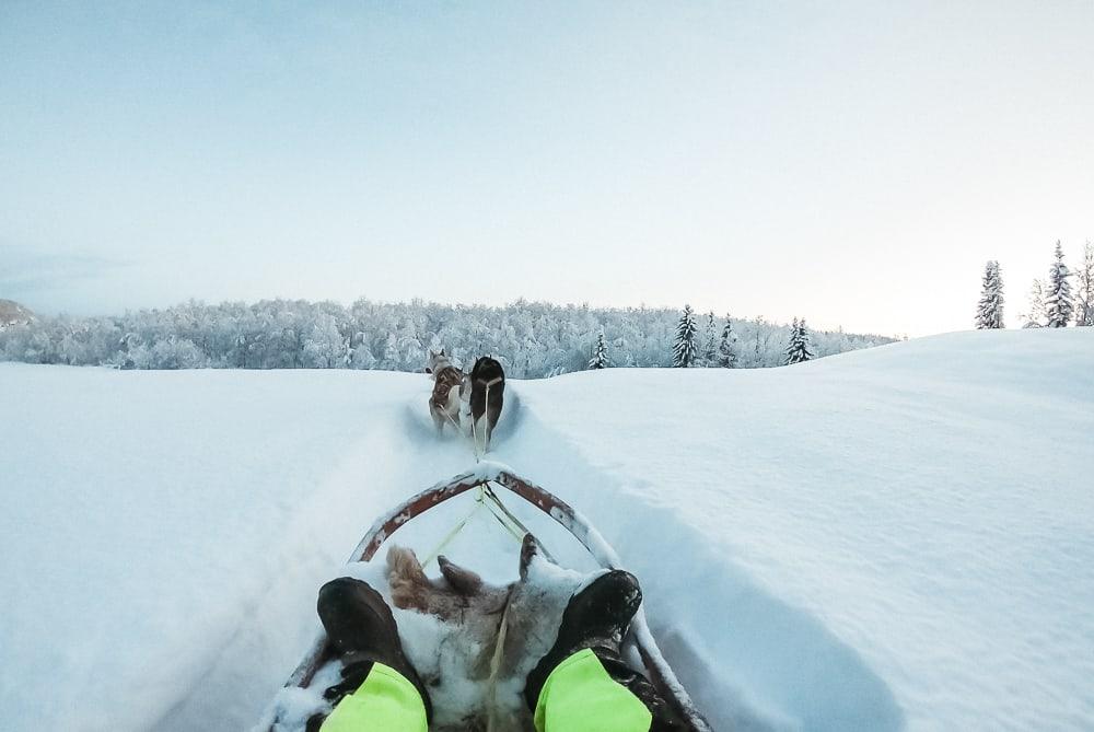 huskies northern norway