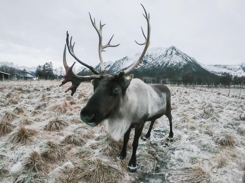 inga sami siida reindeer in norway