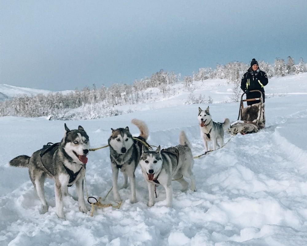 husky sledding on senja, northern norway senja husky adventure