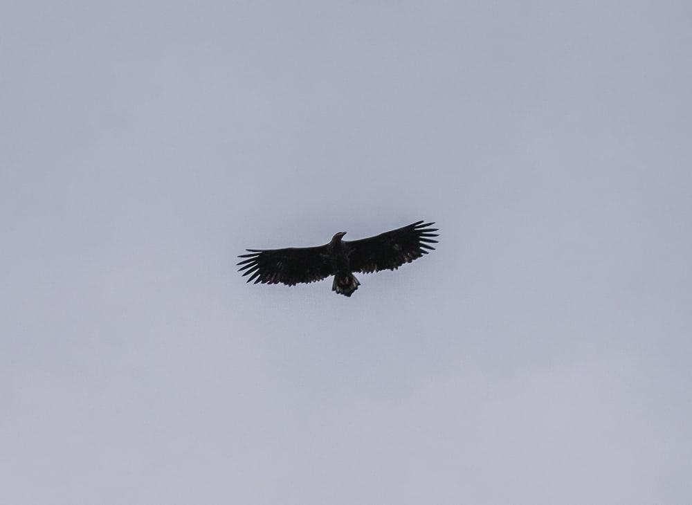 eagle sea safari lofoten explorer in winter