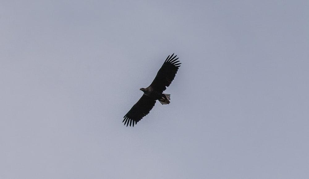 eagle sea safari lofoten explorer in winter