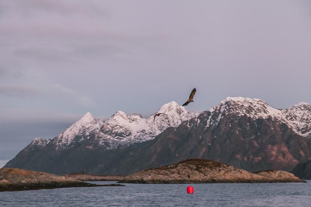 lofoten rib boat trips winter