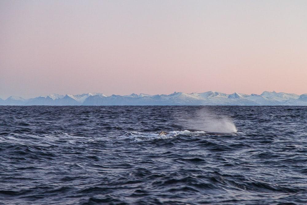 sea safari andenes whale watching norway winter