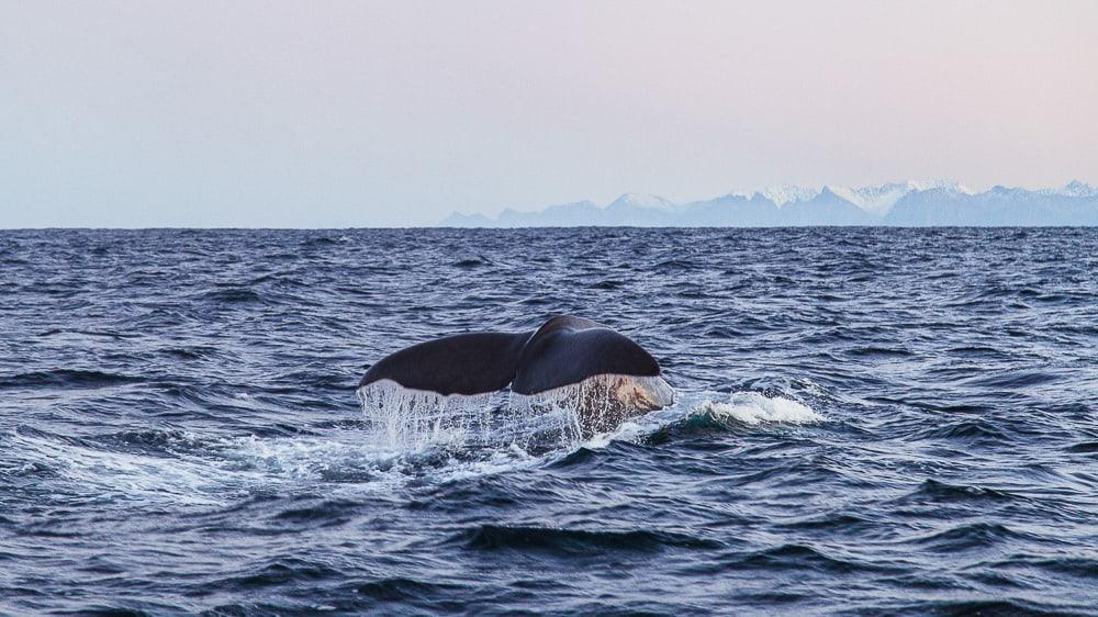 sea safari andenes whale watching norway polar night