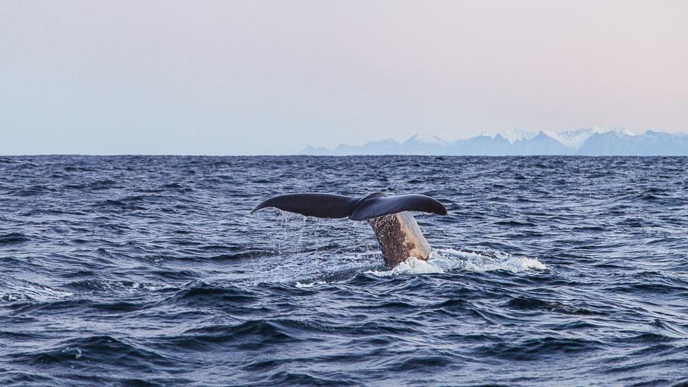 sea safari andenes whale watching norway polar night