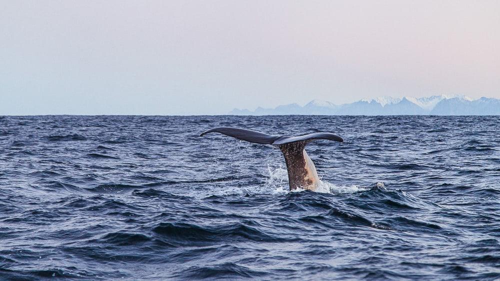 sea safari andenes whale watching norway polar night