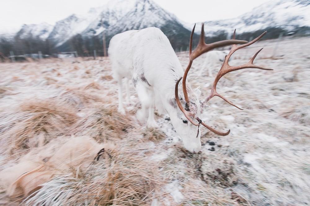 where to see reindeer near lofoten