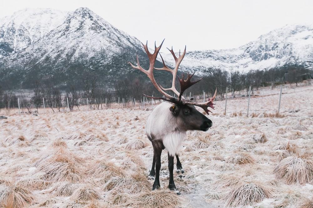 where to see reindeer near lofoten norway