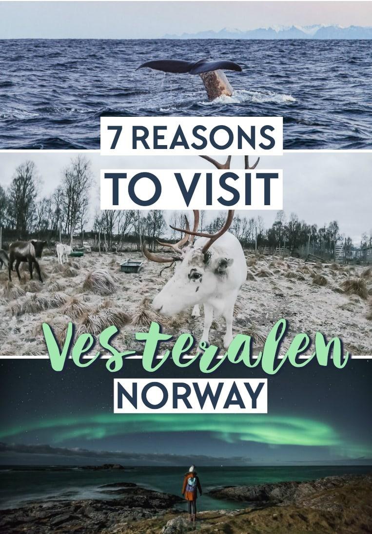 7 Reasons to visit Vesterålen, Norway in winter, including the best whale watching in Norway, visiting reindeer, and Northern Lights in Norway