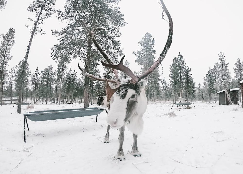 reindeer at reindeer lodge kiruna sweden
