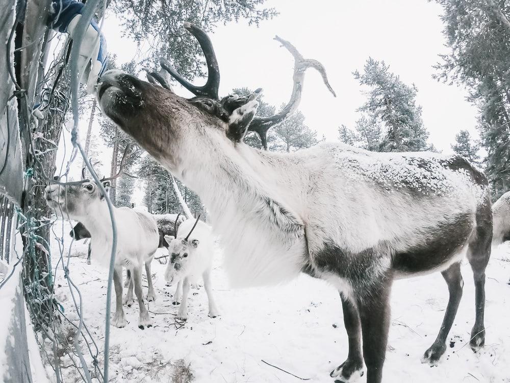 reindeer lodge reindeer nutti sami siida kiruna sweden