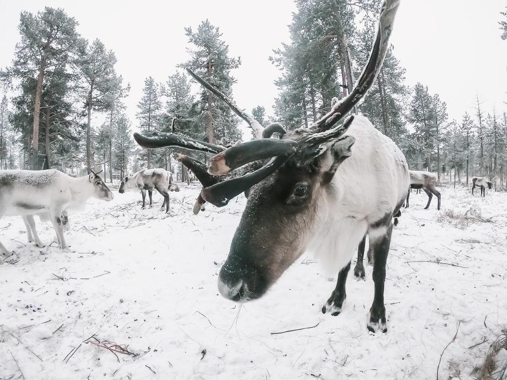 nutti sami siida reindeer lodge sweden