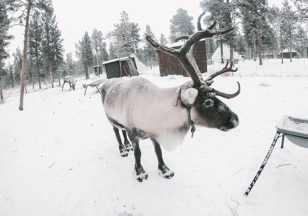 nutti sami siida reindeer lodge sweden