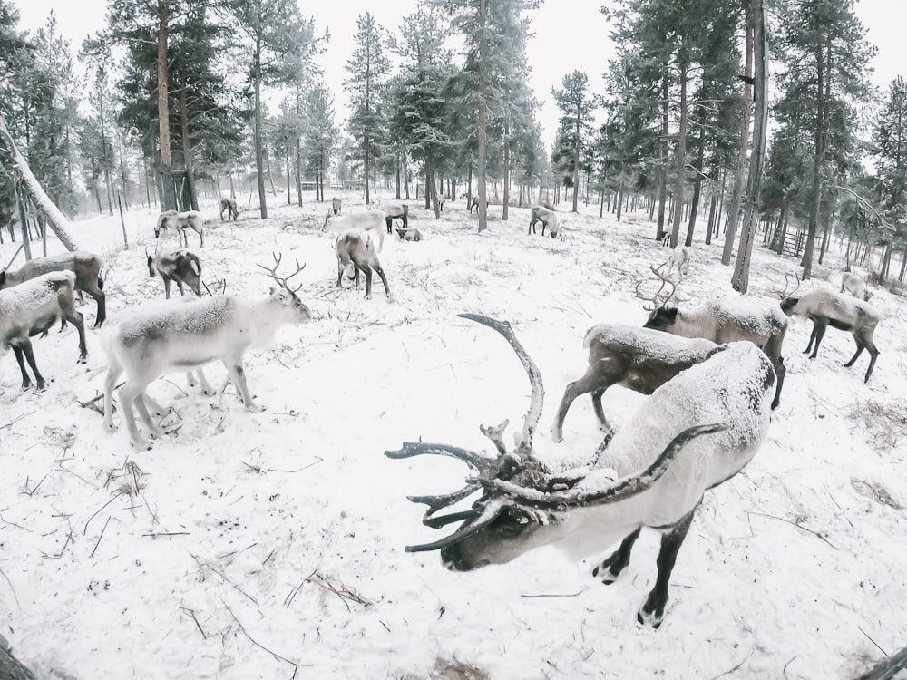 reindeer kiruna swedish lapland