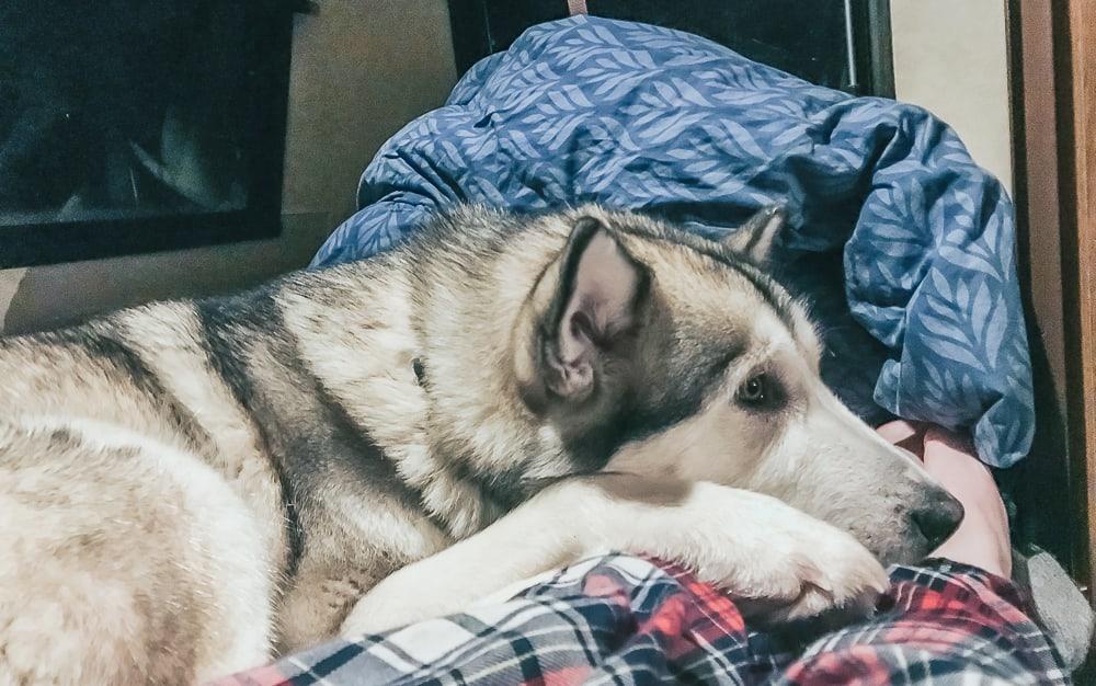 husky airbnb kiruna sweden