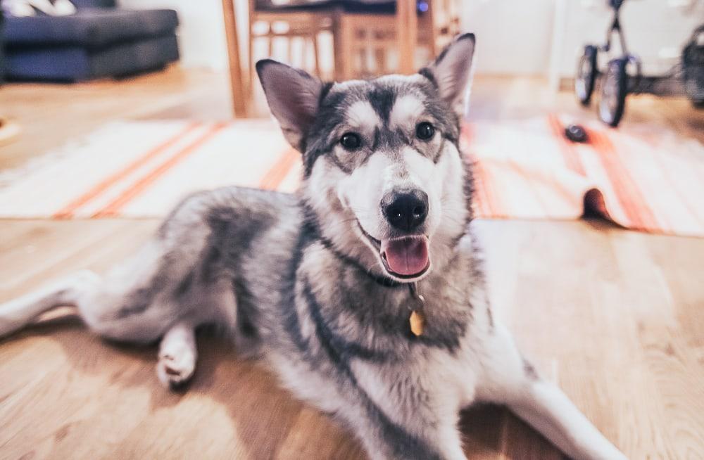 husky airbnb kiruna sweden