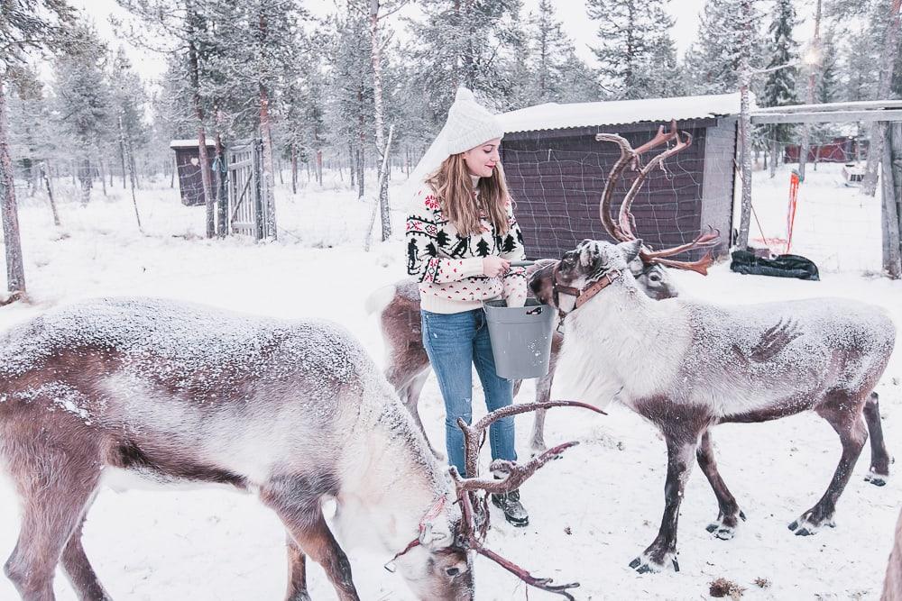 reindeer kiruna swedish lapland
