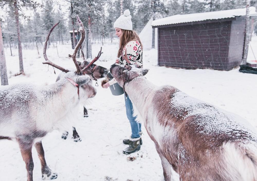 reindeer lodge nutti sami siida sweden